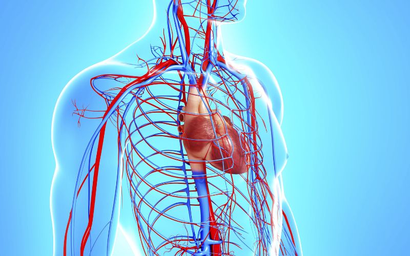 Earthing & grounding sheets and grounding mats helping with blood circualtion.